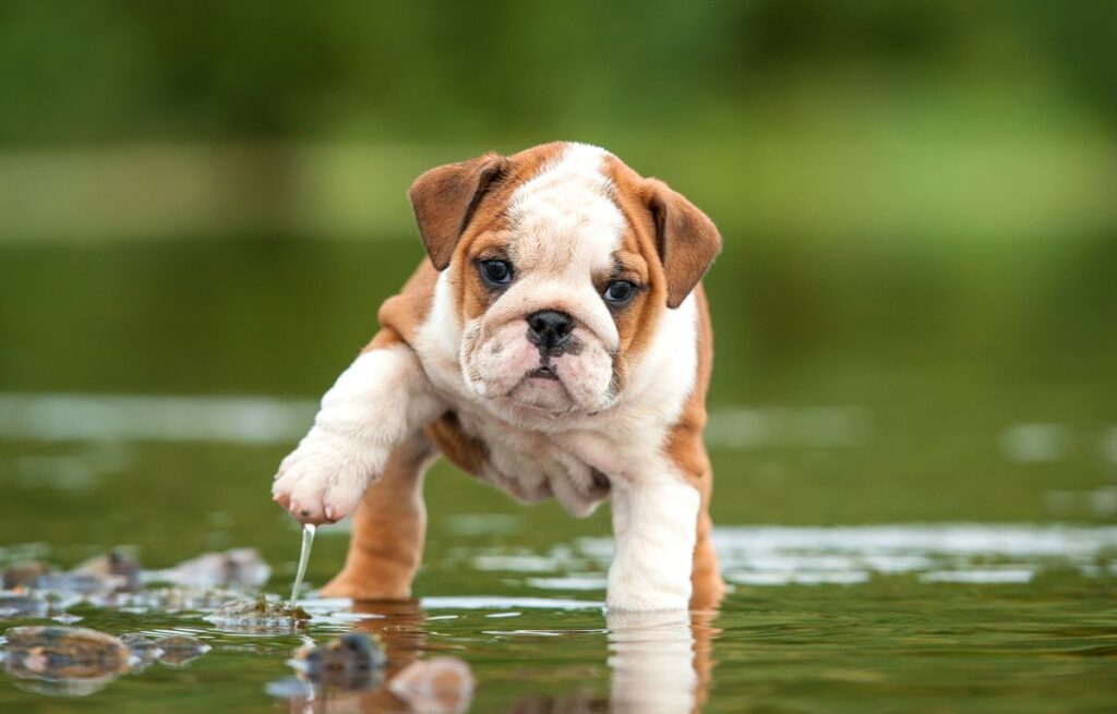 chiot Bulldog anglais chiot Bulldog anglais