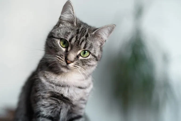 American Shorthair Silver Tabby