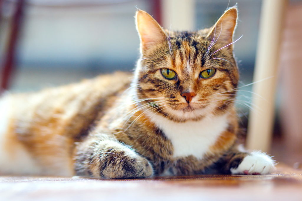 American Shorthair tricolore