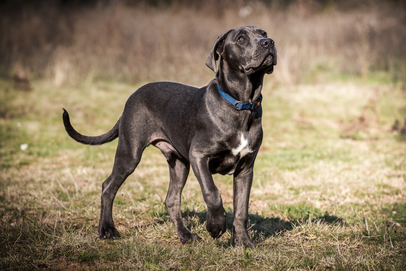 Cane Corso Caractère éducation Adoption Magazine Zooplus