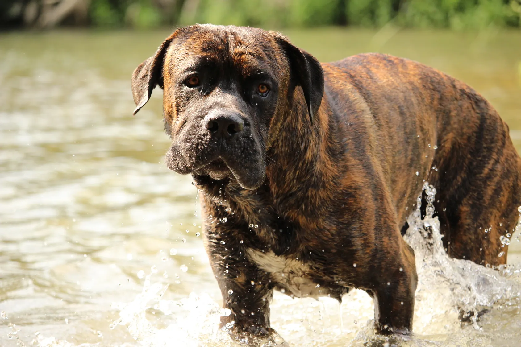 cane corso brindle