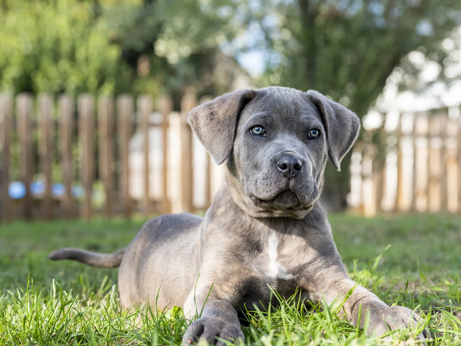 cane corso chiot