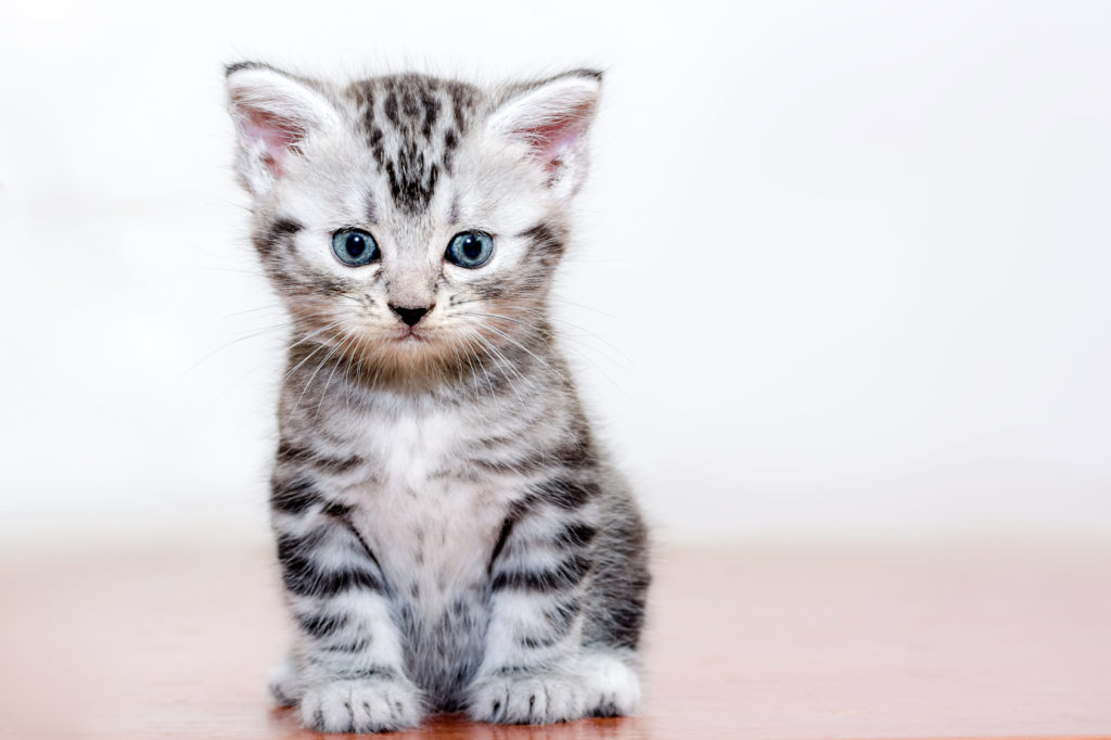 Chaton American Shorthair