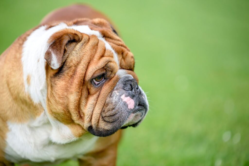 portrait d’un bulldog anglais de profil portrait d'un bulldog anglais de profil