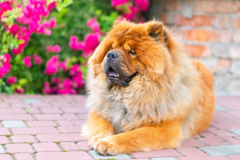 chow chow