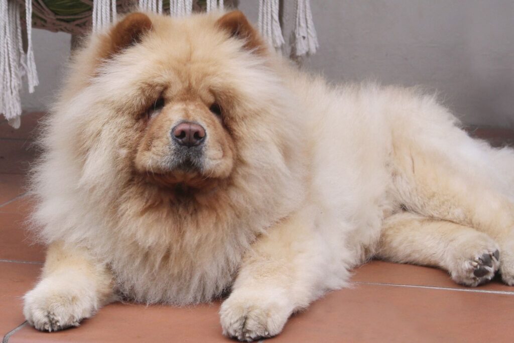 chow chow couché