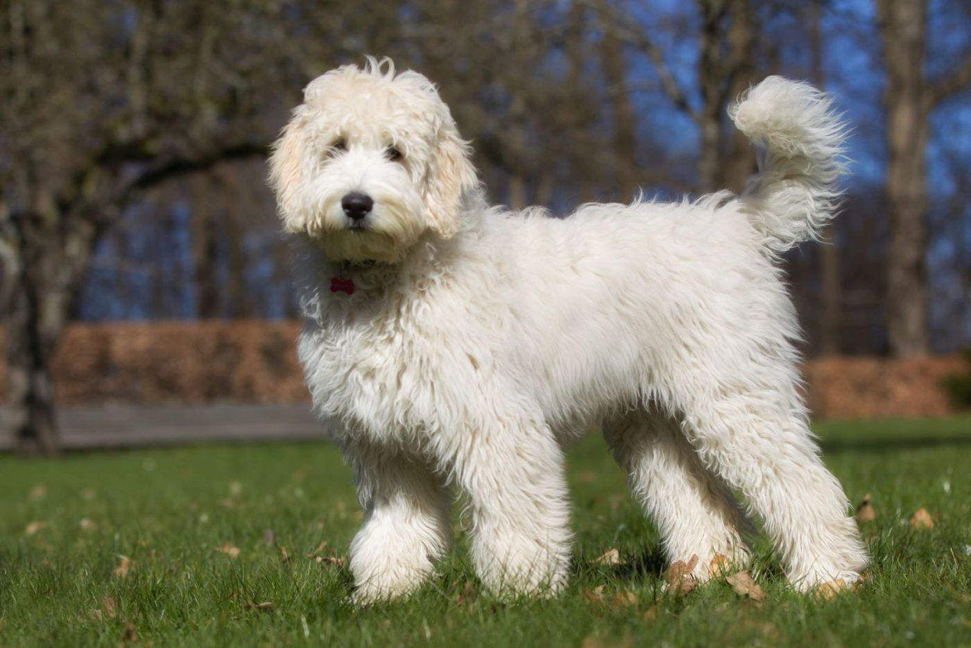 Labradoodle Races de chien Magazine zooplus