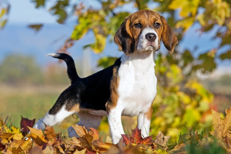 beagle