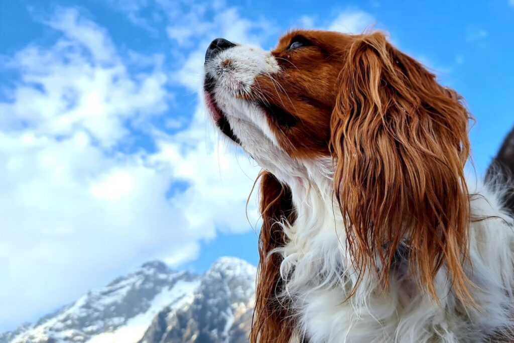 cavalier king charles blenheim