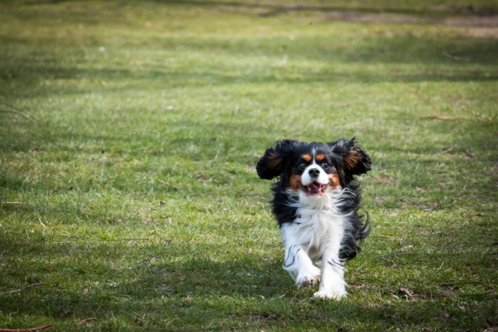 Cavalier King Charles qui court