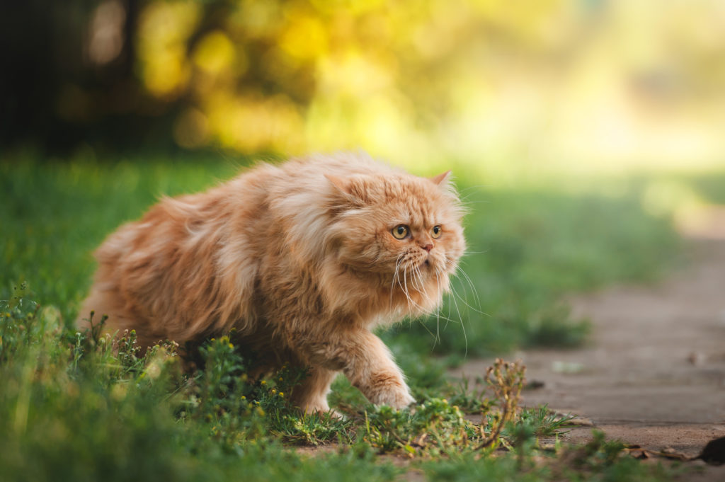Persan Chat Origine Caractere Sante Adoption Zooplus Persan Chat Origine Caractere Sante Adoption Zooplus
