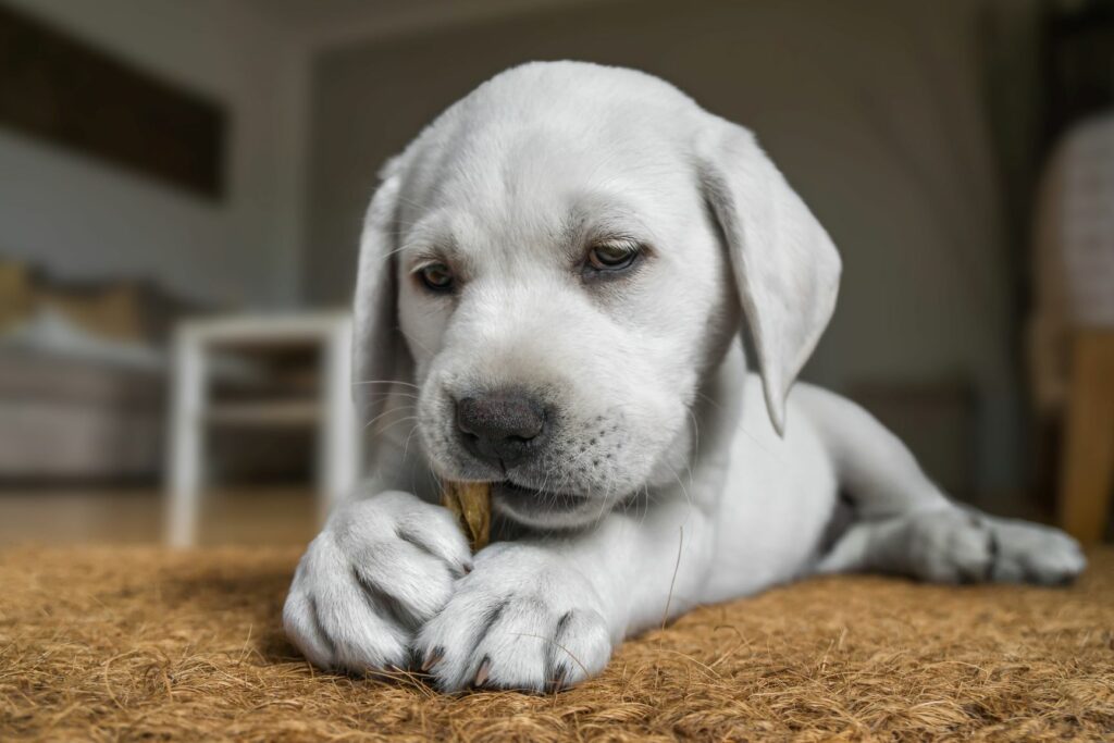 Un chiot avec une friandise