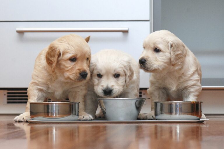 Trois chiots qui s'alimentent