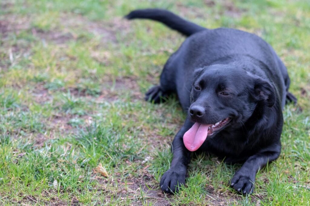 chien en surpoids allongé