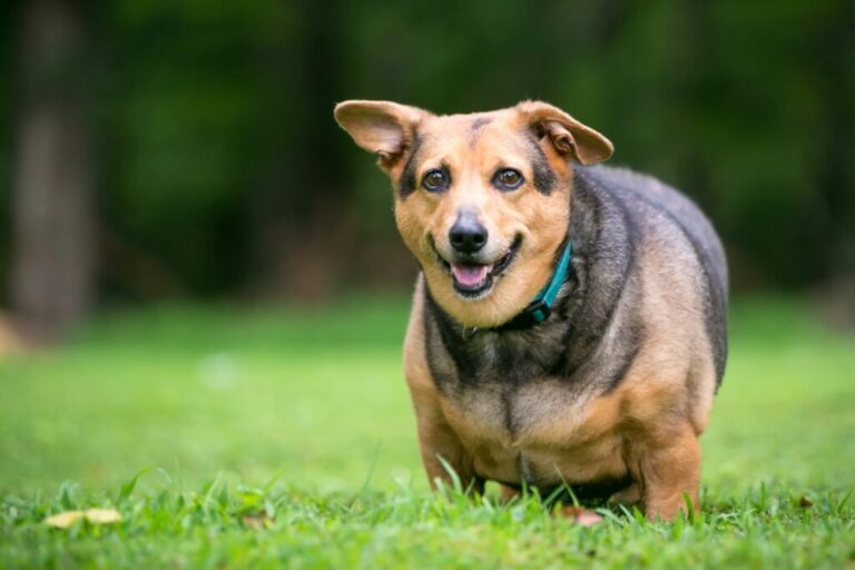 Un chien en surpoids dans l'herbe