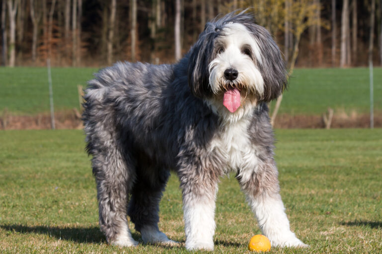 Chien bearded collie dans un jardin