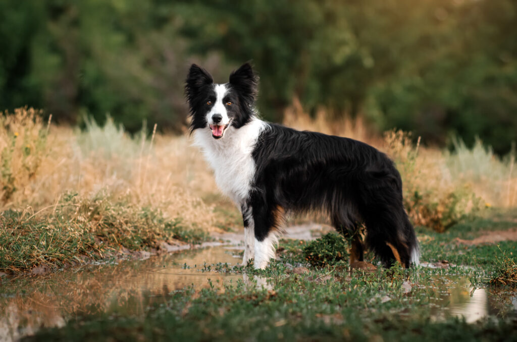 Border Collie tempérament, santé, dressage, achat zooplus 🐾