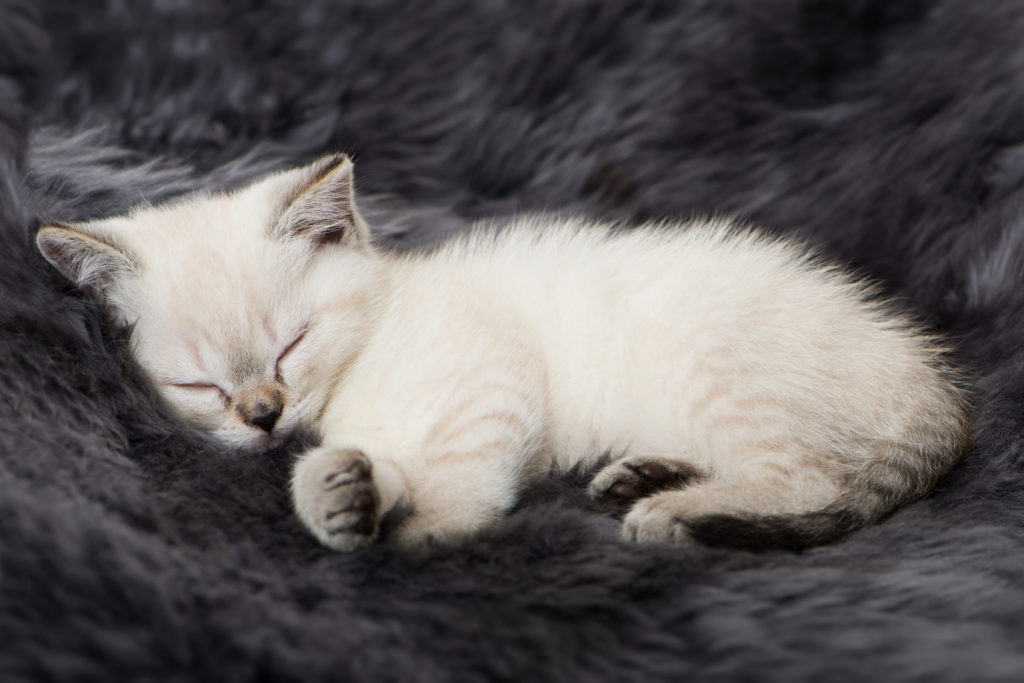 Chaton blanc endormi