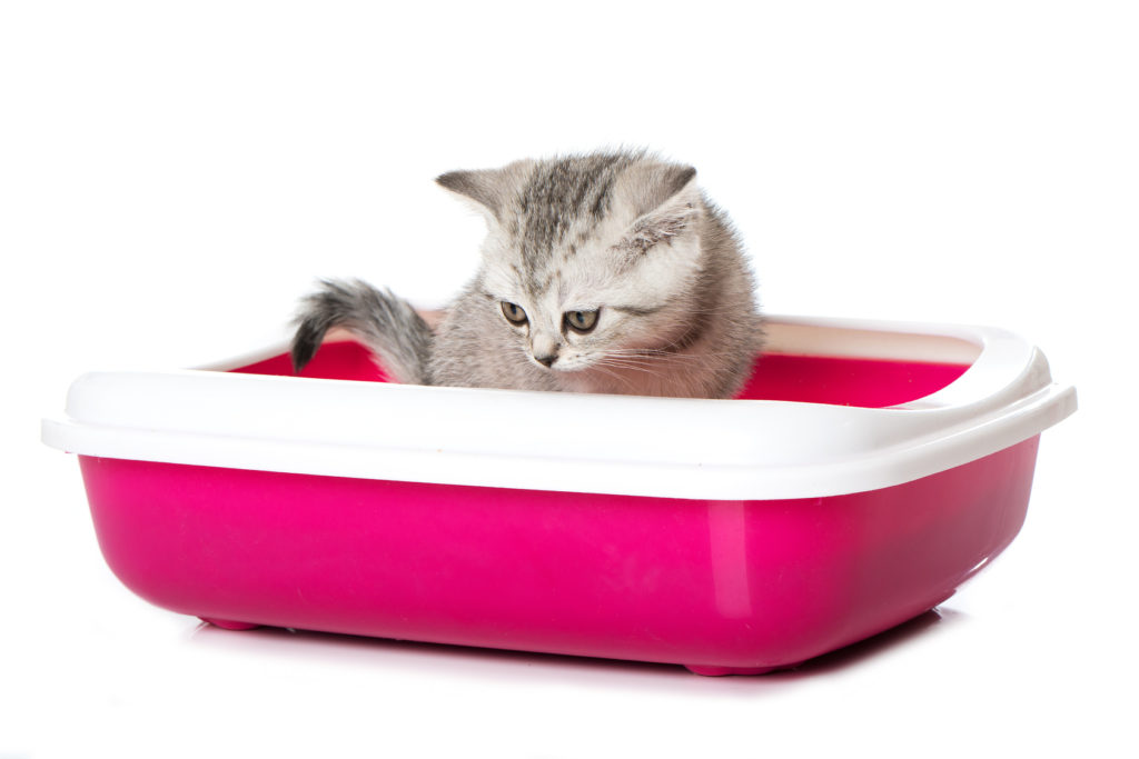 Chaton dans son bac à litière rose flashy