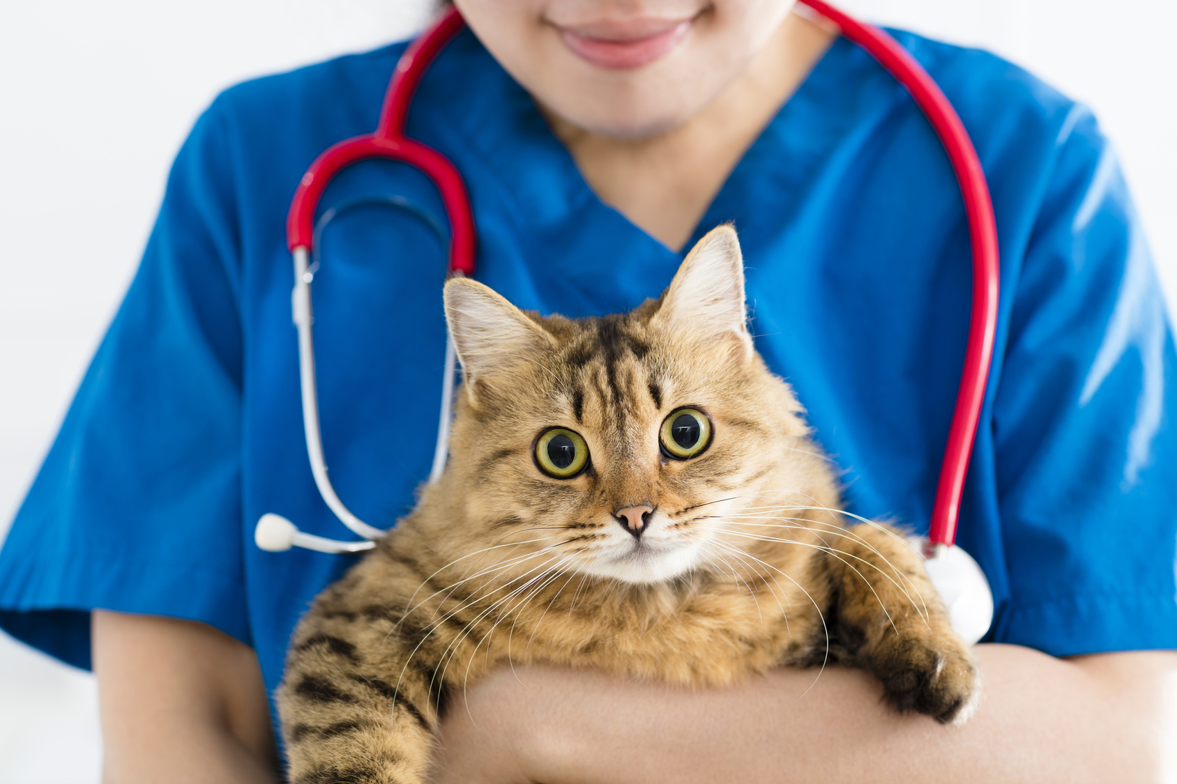 Infection Urinaire Chez Le Chat Symptomes Et Traitements De La Cystite Feline