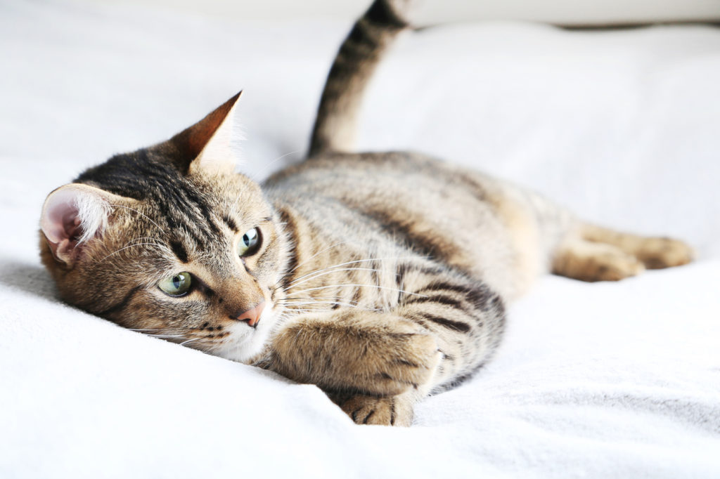 Les Vers Chez Le Chat Comment Les Traiter Et Eviter Zooplus