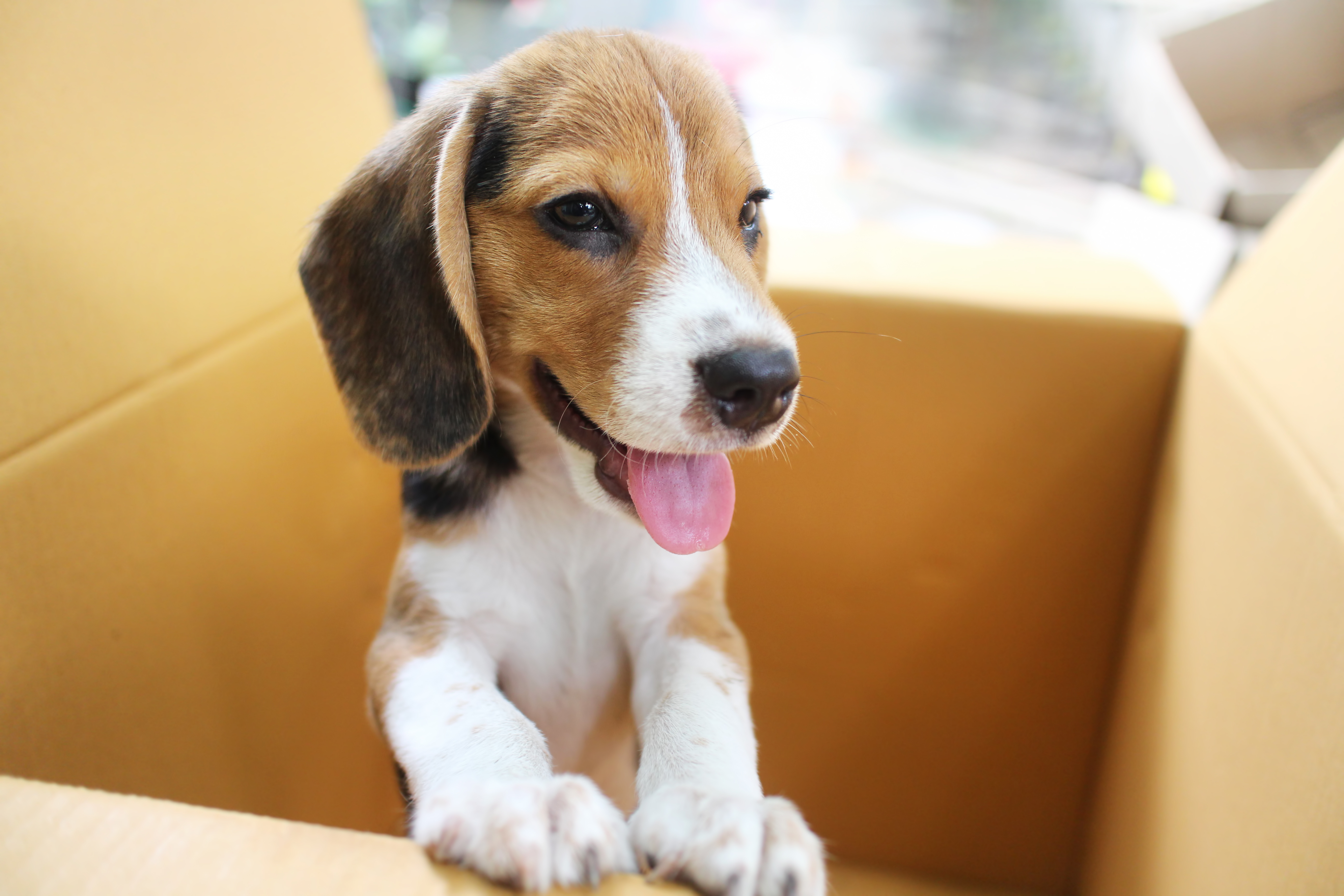 30 Noms De Chien En P Pour Lannée 2019 Zooplus Belgique