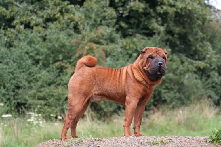 shar pei adulte