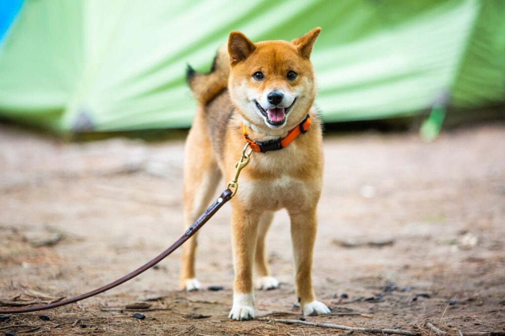 shiba inu heureux