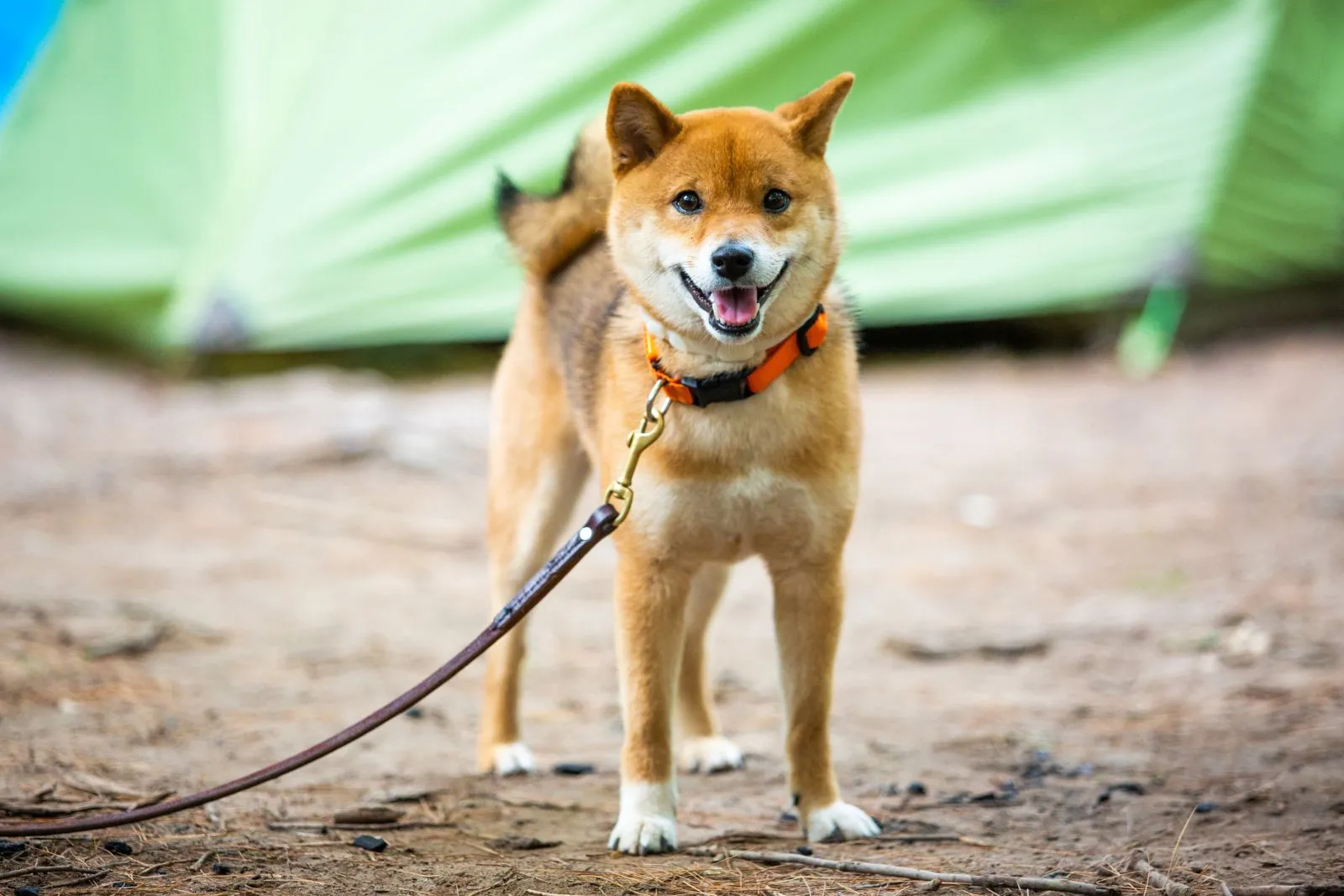 shiba inu heureux