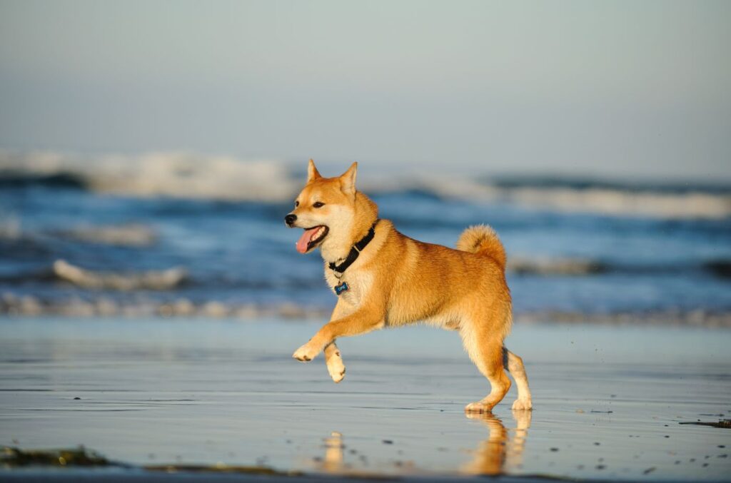 Shiba Inu