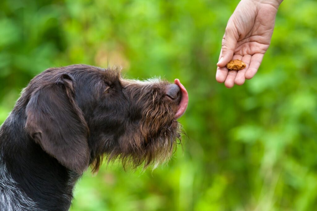 chien en surpoids et friandises chien en surpoids et friandises