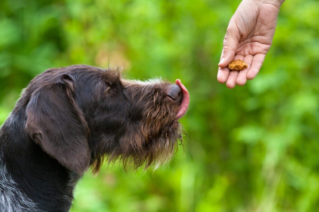 chien en surpoids et friandises