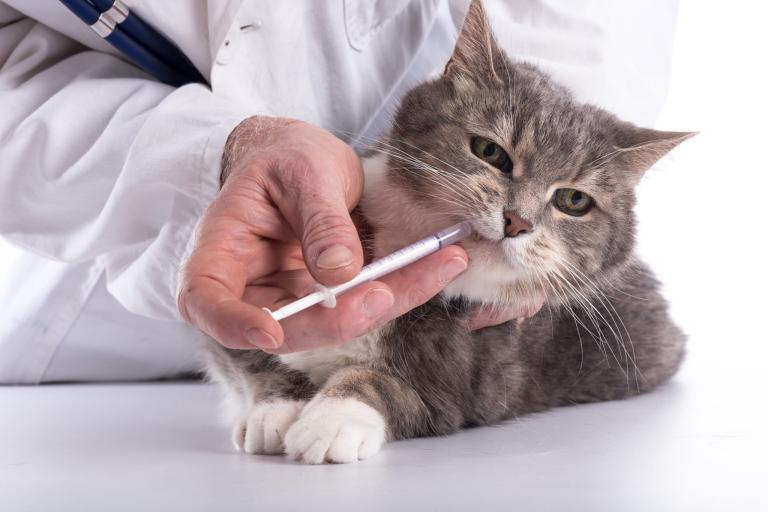 Les Vers Chez Le Chat Comment Les Traiter Et Eviter Zooplus
