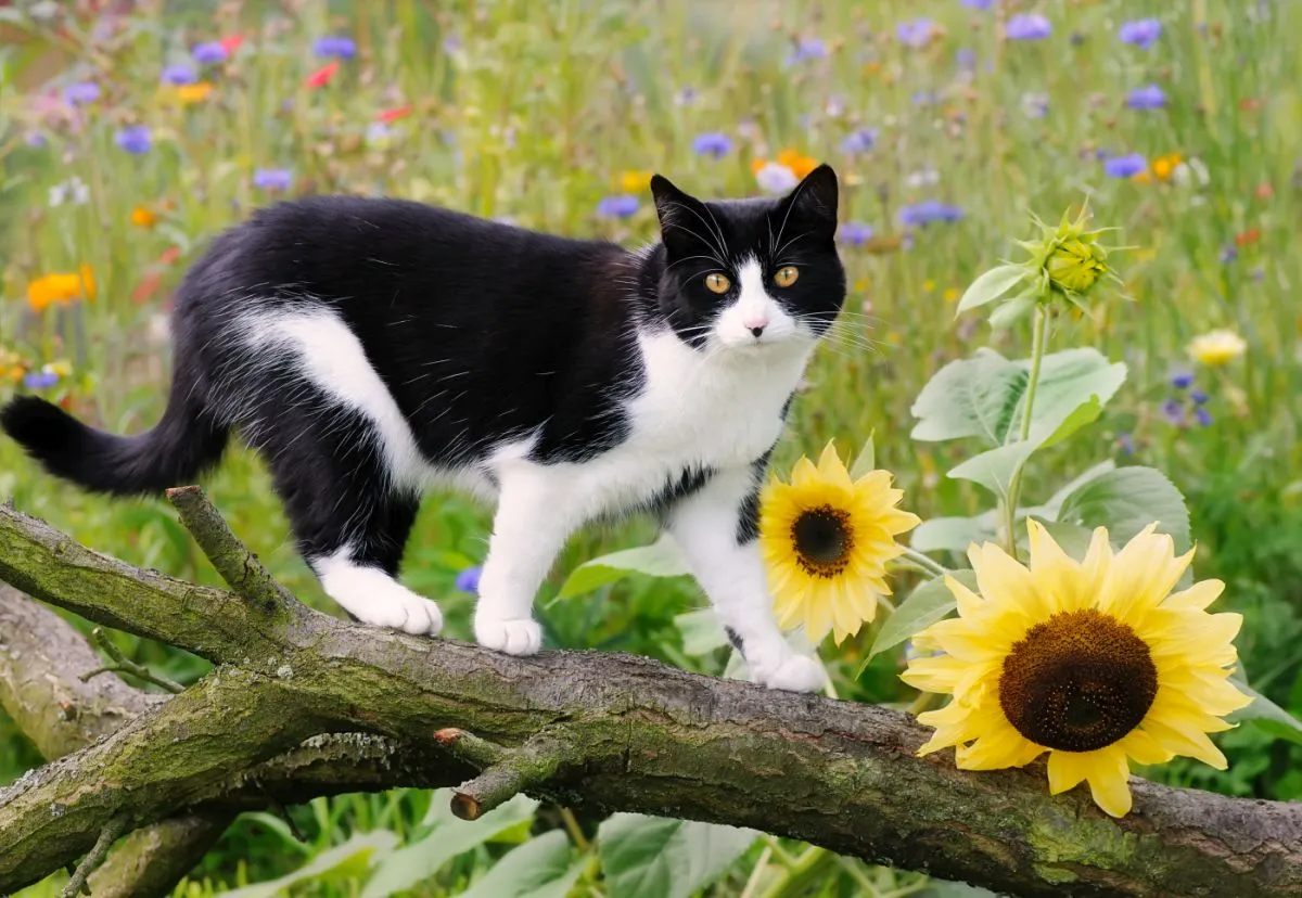 European Shorthair dans un champ de tournesols