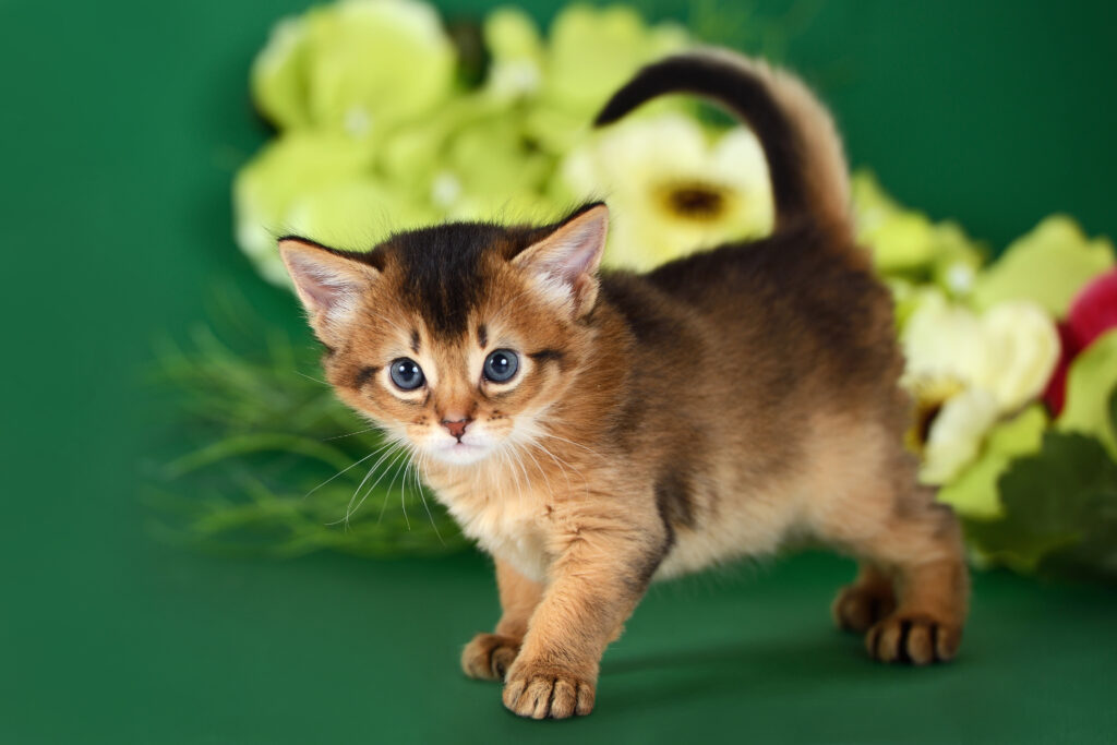 chaton somali sur un fond vert chaton somali sur un fond vert