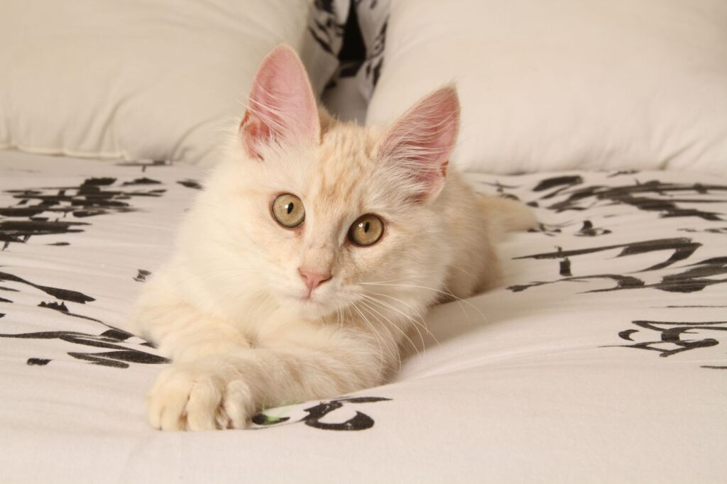 chaton angora turc sur un lit