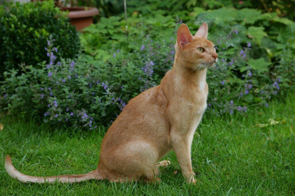 chat abyssin assis dans l'herbe