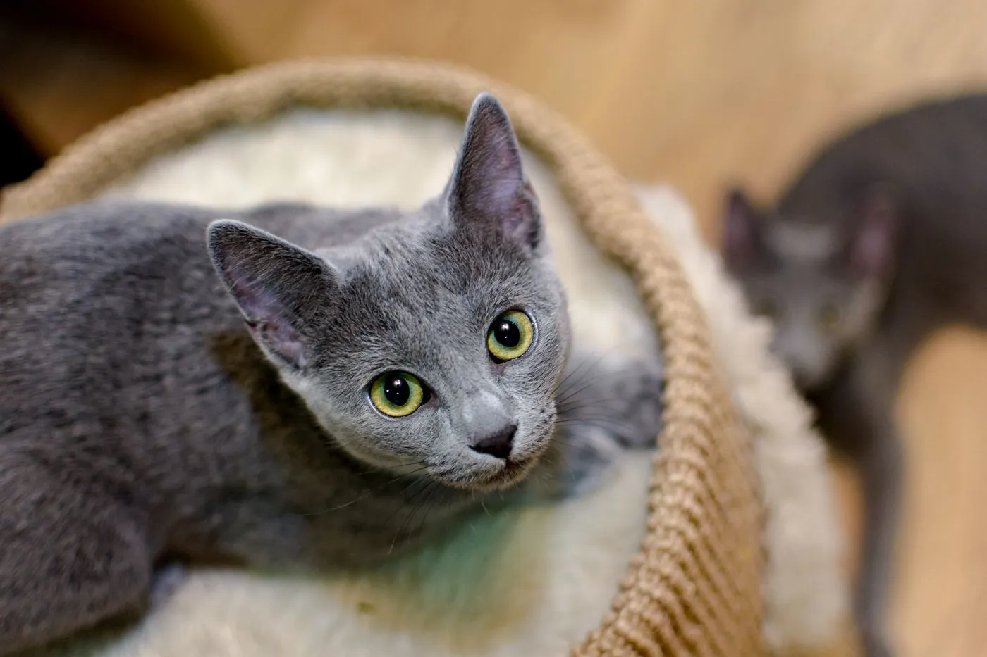 chaton bleu russe dans un panier