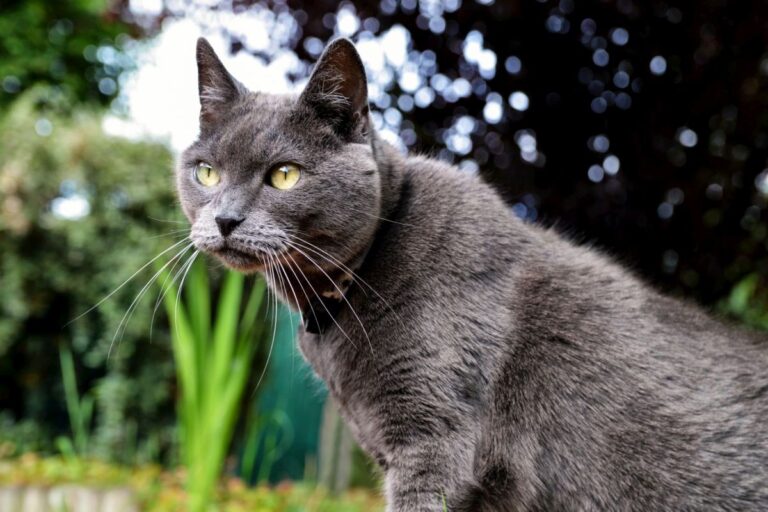 chat chartreux dans un jardin