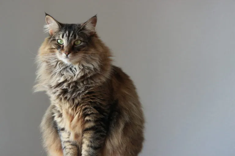 Norwegische Waldkatze