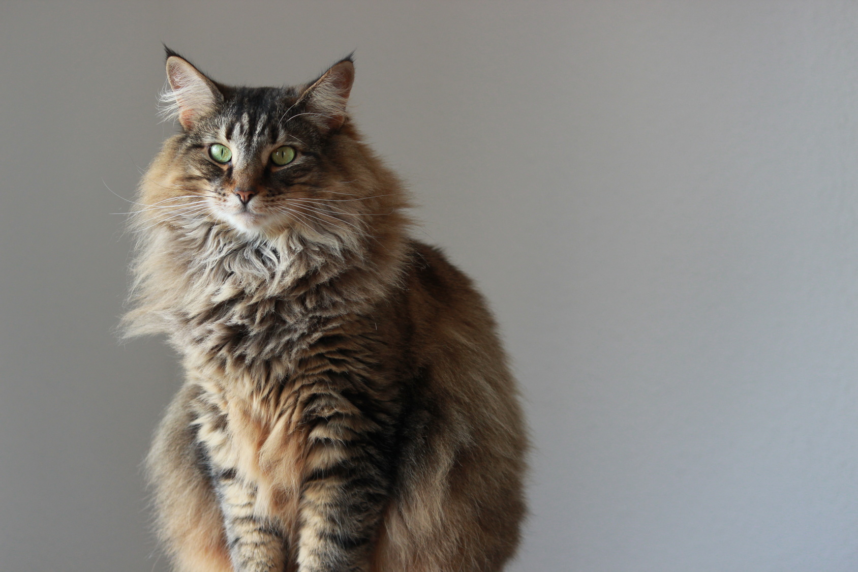 chat-norv-gien-origines-soins-caract-re-magazine-zooplus