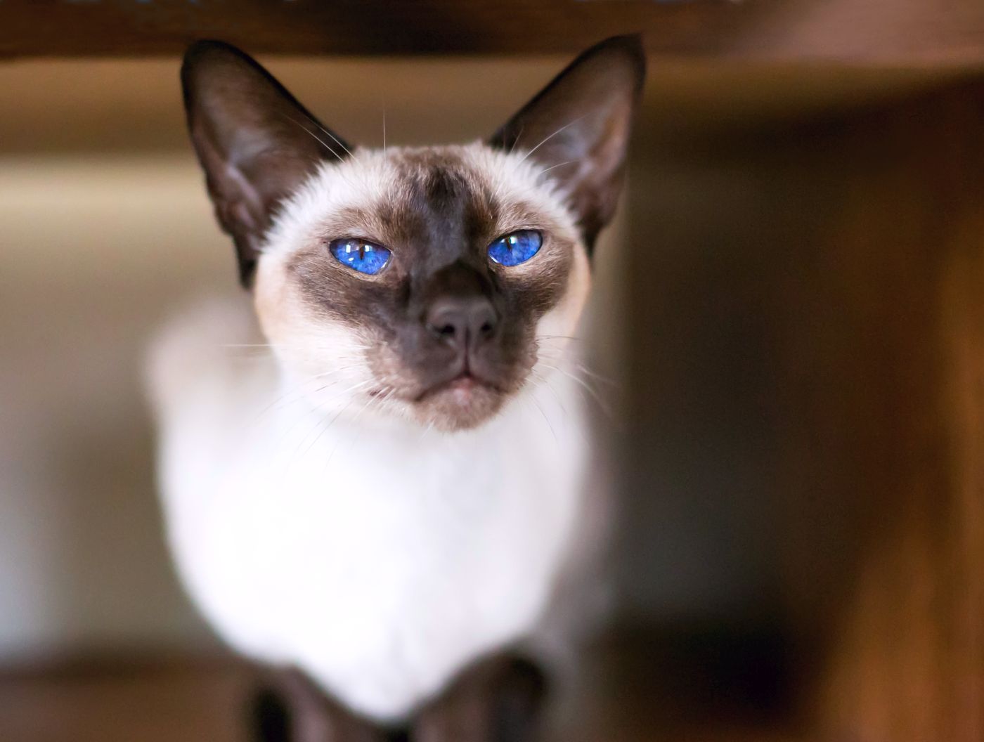 prénom de chat mâle siamois