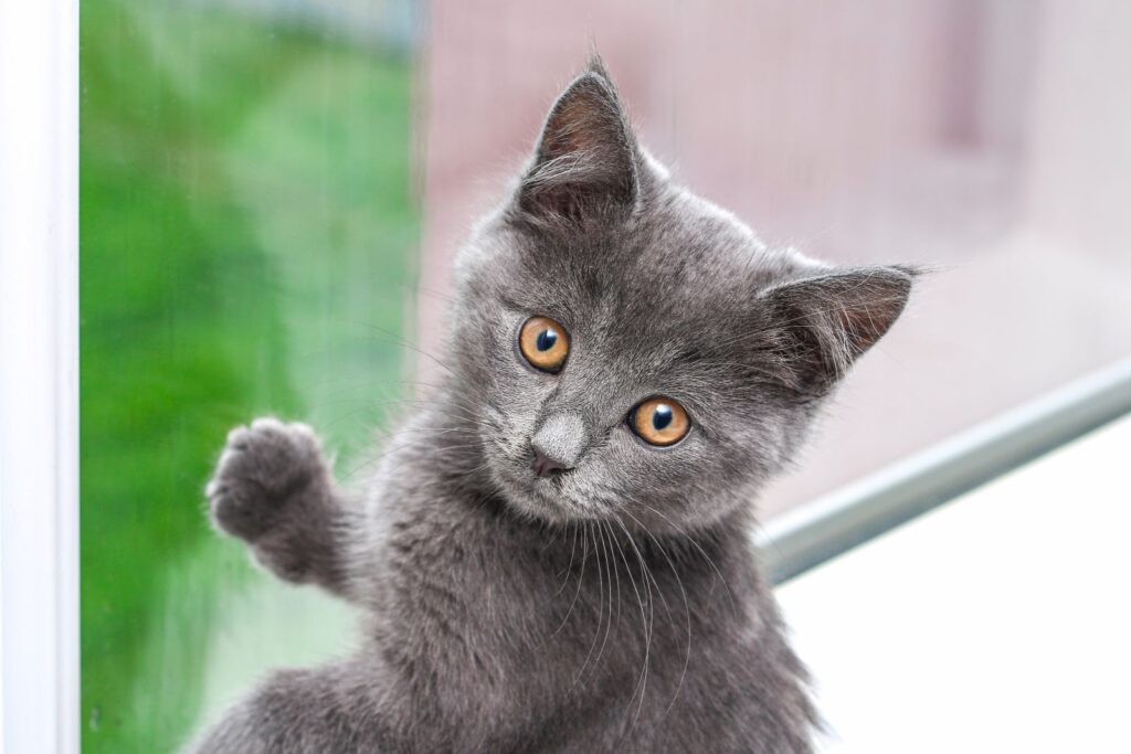 chaton chartreux à la fenêtre chaton chartreux à la fenêtre