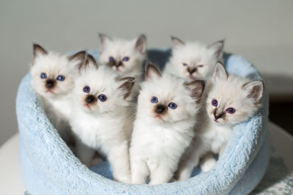 chatons sacré de birmanie