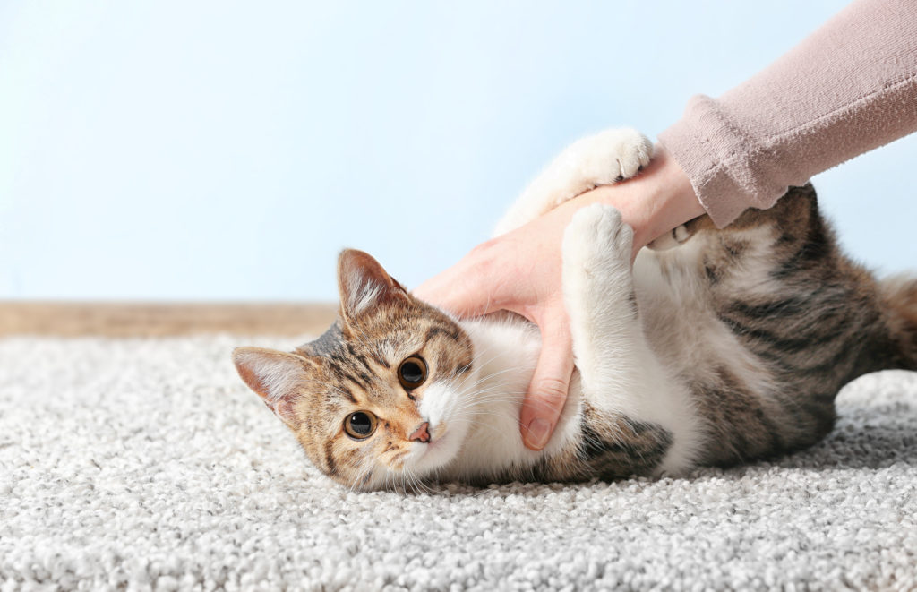 Maladie De La Griffé Du Chat Et Toxoplasmose