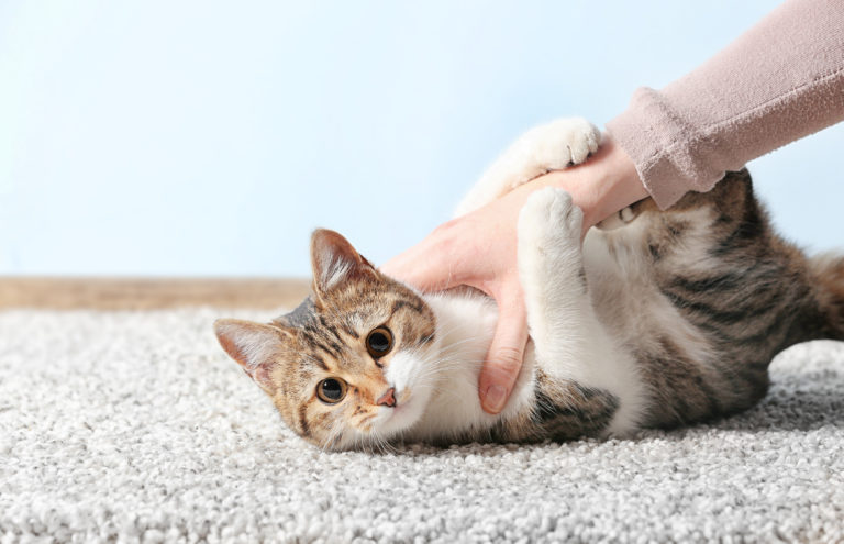 Chat entrain de jouer accroché au bras de son maître