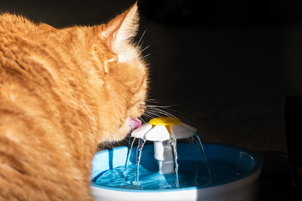 chat souffrant de cystite qui boit de l'eau d'une fontaine