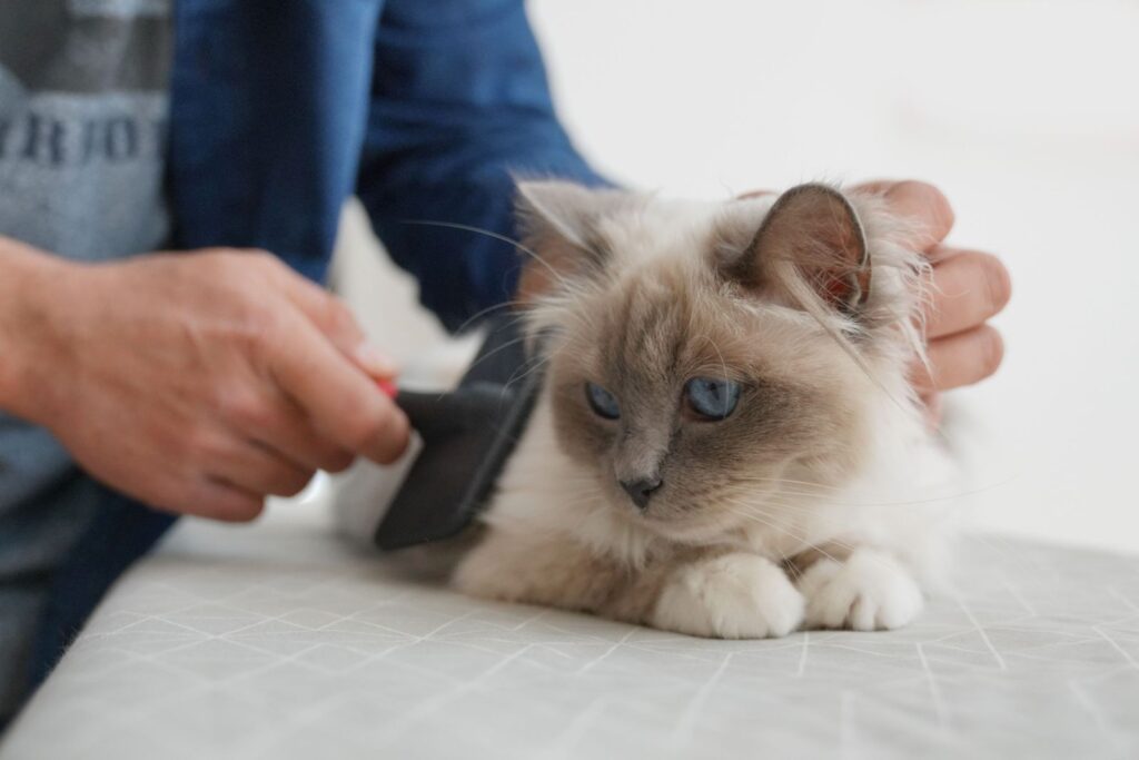 sacré de birmanie chez le toiletteur