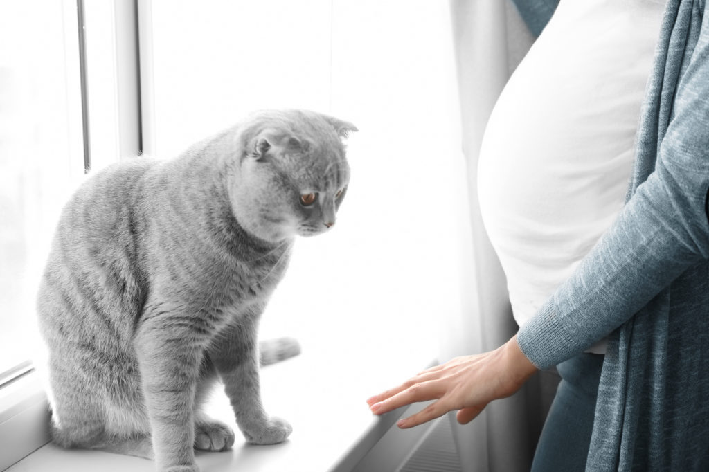 La toxoplasmose chez le chat La toxoplasmose chez le chat