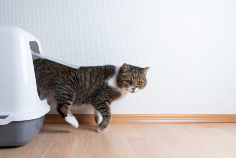 chat souffrant d'infection urinaire sortant de sa litière